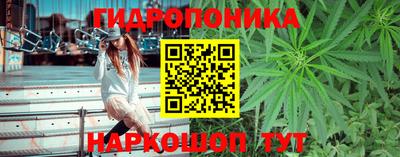 шишки Аргун